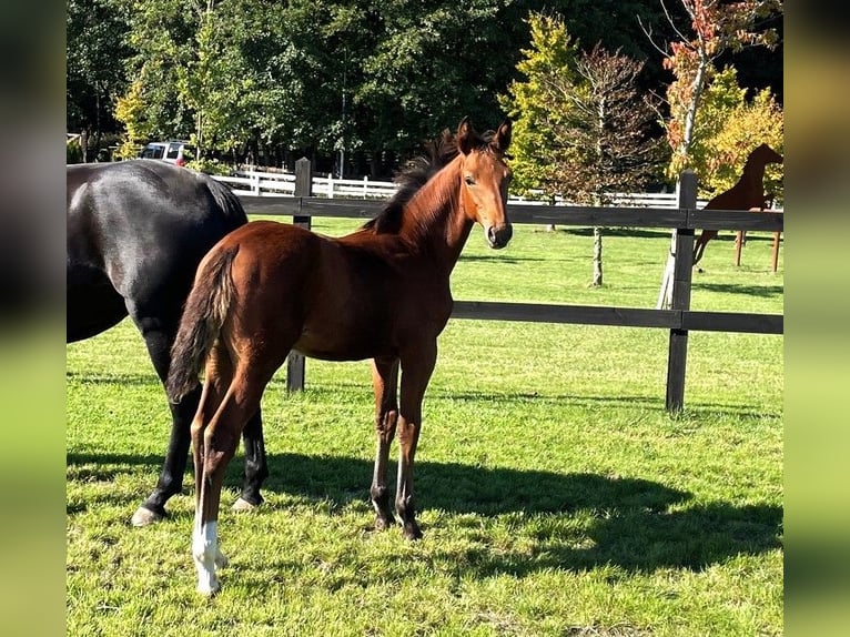 Polish sport horse Mare Foal (06/2025) in Serock