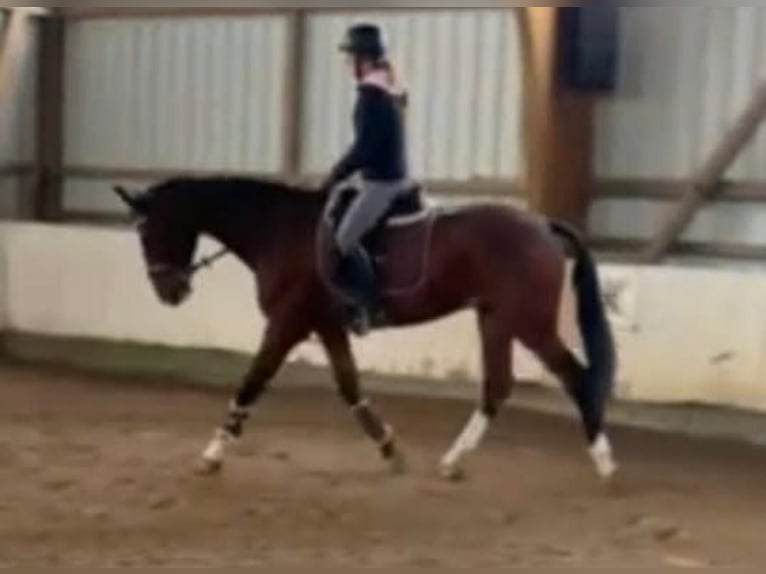 Polish sport horse Stallion 12 years 16.3 hh Brown in Alsdorf