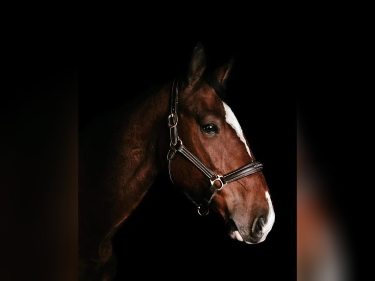 Polish sport horse Stallion 12 years 16.3 hh Brown in Alsdorf