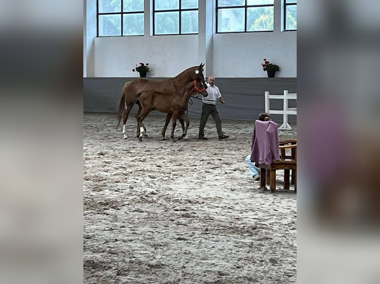 Polish sport horse Stallion 1 year 13,2 hh Brown in Chodów