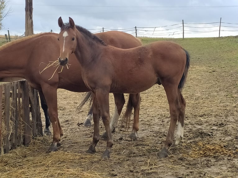 Polish sport horse Stallion 1 year 13,2 hh Brown in Chodów