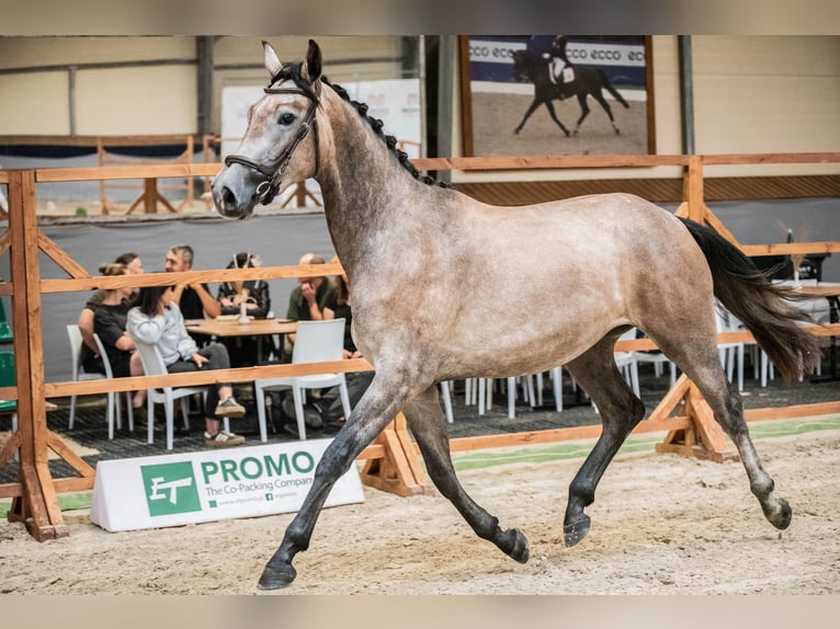 Polish sport horse Stallion 1 year 13,3 hh Grey in Helenów