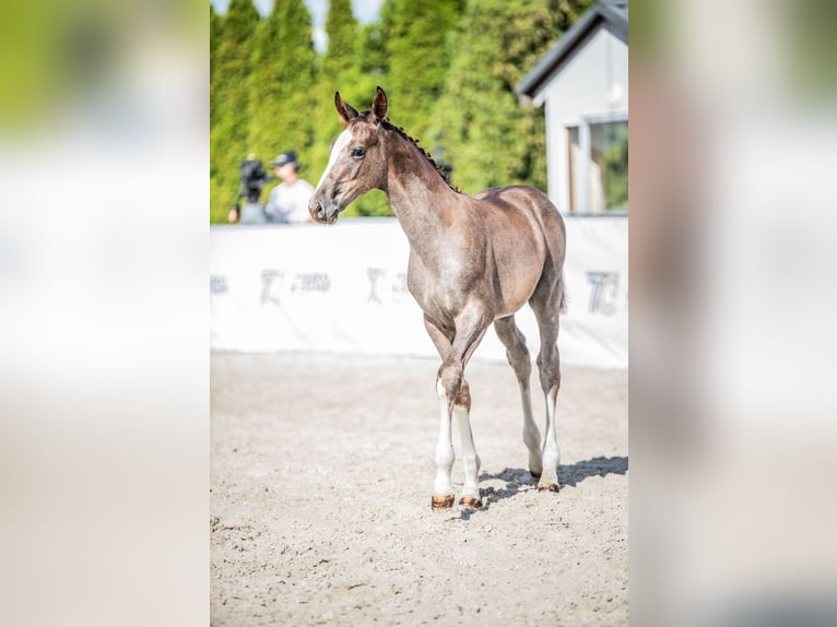 Polish sport horse Stallion 1 year 13,3 hh Grey in Helenów