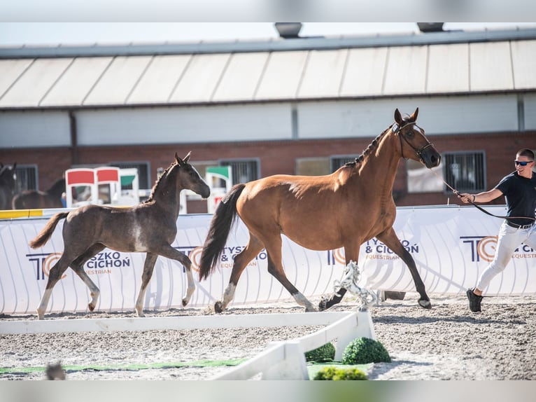 Polish sport horse Stallion 1 year 13,3 hh Grey in Helenów