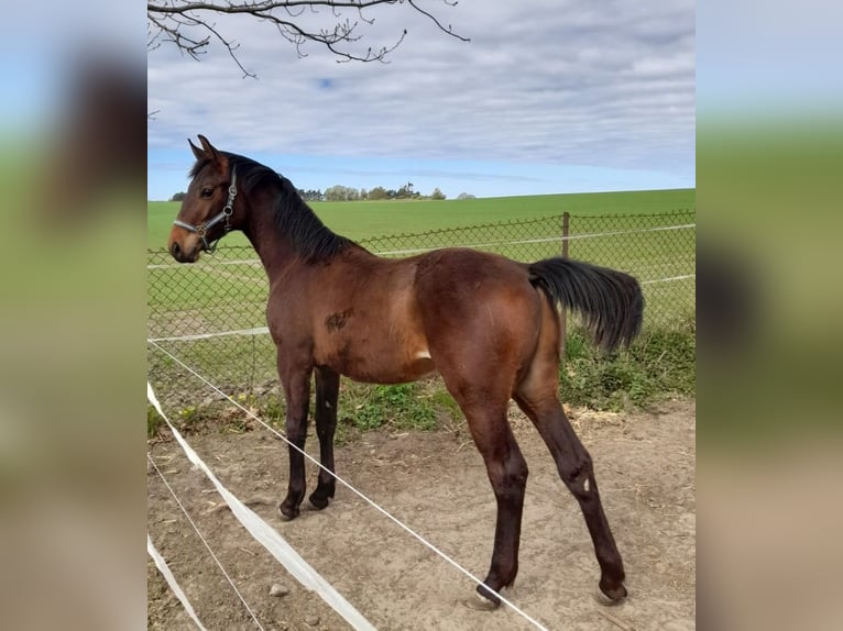 Polish sport horse Stallion 1 year 14.2 hh Brown in Kiełp