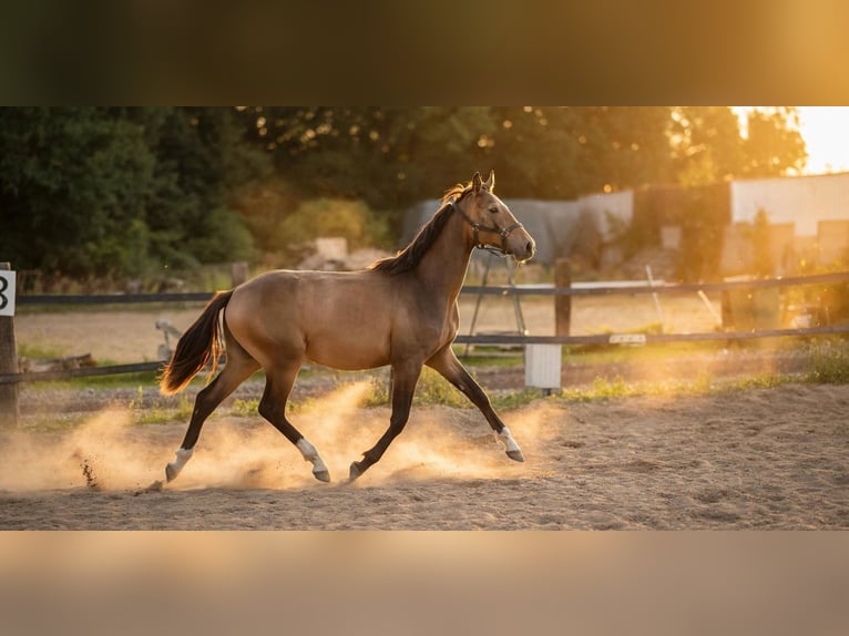 Polish sport horse Stallion 1 year 15.1 hh Dun in Wrocław