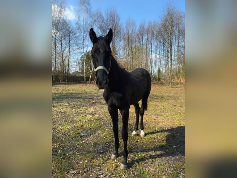 Polish sport horse Stallion 1 year 15.1 hh Grey in Henryszew