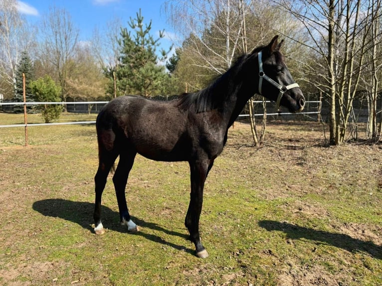 Polish sport horse Stallion 1 year 15.1 hh Grey in Henryszew