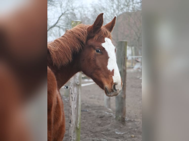 Polish sport horse Stallion 1 year 15,1 hh Chestnut-Red in Gorzów Wielkopolski
