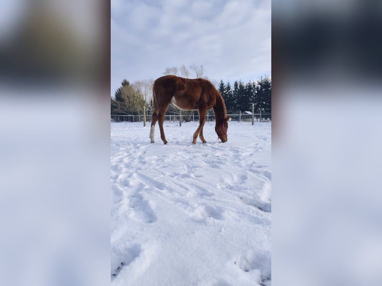 Polish sport horse Stallion 1 year 15,1 hh Chestnut-Red in Gorzów Wielkopolski