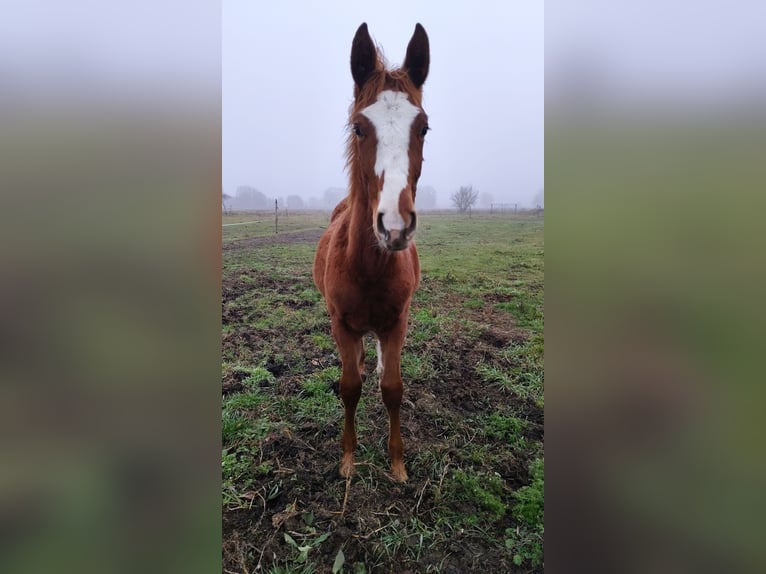 Polish sport horse Stallion 1 year 15,1 hh Chestnut-Red in Gorzów Wielkopolski