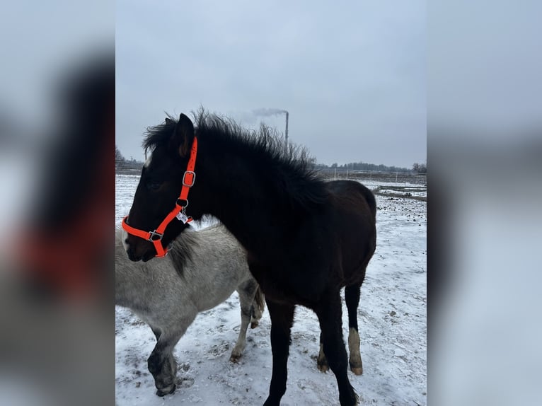 Polish sport horse Stallion 1 year 16.1 hh Bay-Dark in Inowrocław