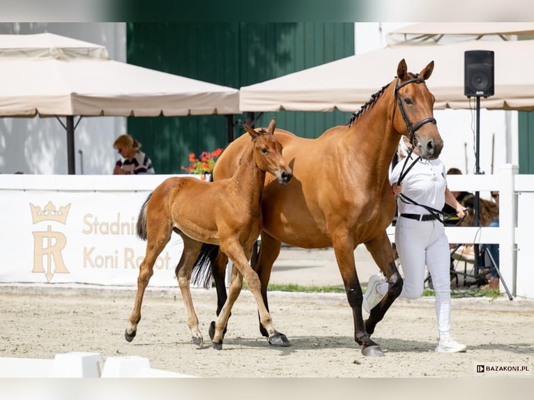 Polish sport horse Stallion 1 year 16.2 hh Brown in Wińsko