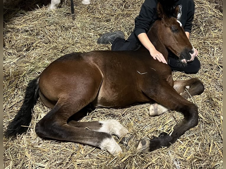 Polish sport horse Stallion 1 year 16,1 hh Bay-Dark in Inowrocław