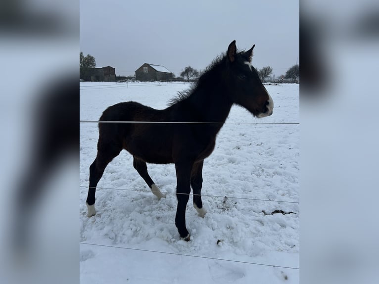 Polish sport horse Stallion 1 year 16,1 hh Bay-Dark in Inowrocław