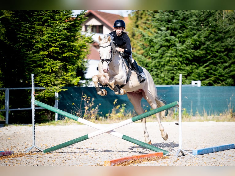 Polish sport horse Stallion 1 year 16,1 hh Cremello in Piecowice