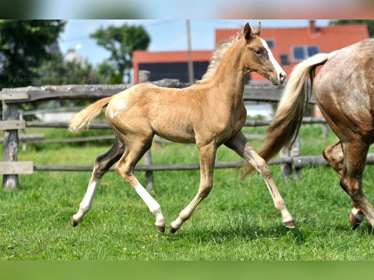 Polish sport horse Stallion 1 year 16,1 hh Palomino in Piecowice