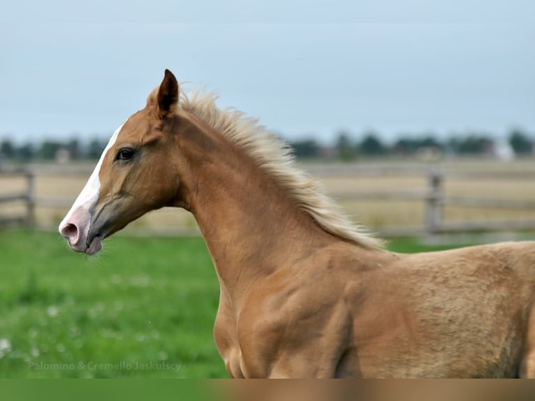 Polish sport horse Stallion 1 year 16,1 hh Palomino in Piecowice