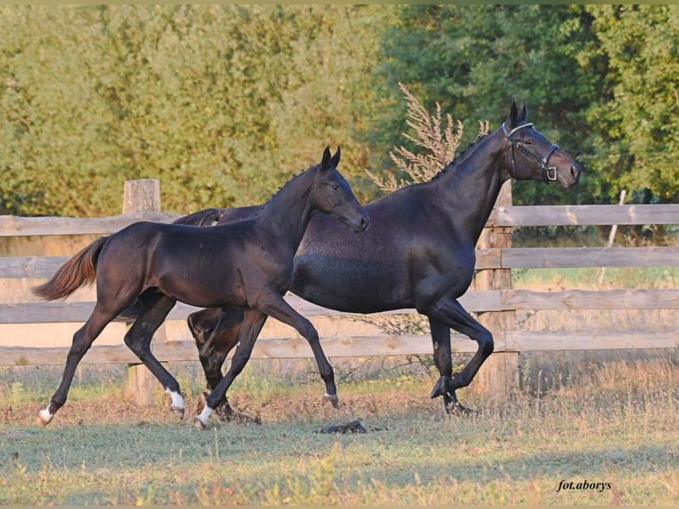 Polish sport horse Stallion 1 year Black in Olszanka