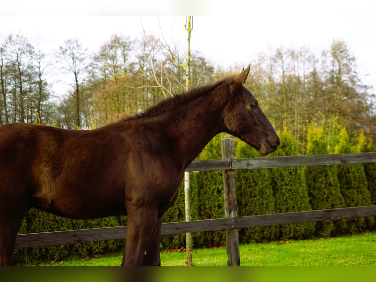 Polish sport horse Stallion 1 year Black in Serock