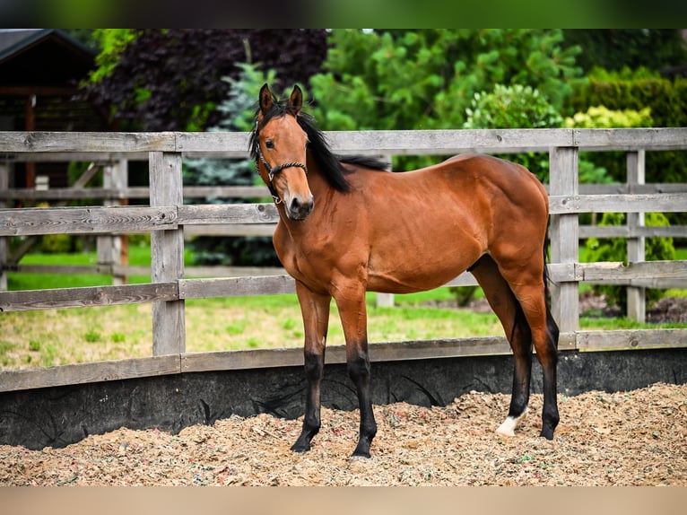 Polish sport horse Stallion 1 year Brown in OSTRÓW WIELKOPOLSKI