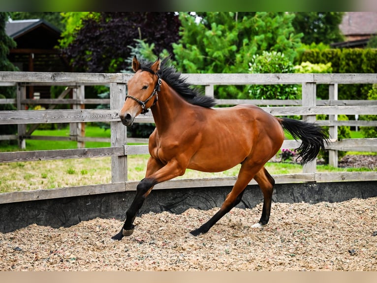 Polish sport horse Stallion 1 year Brown in OSTRÓW WIELKOPOLSKI