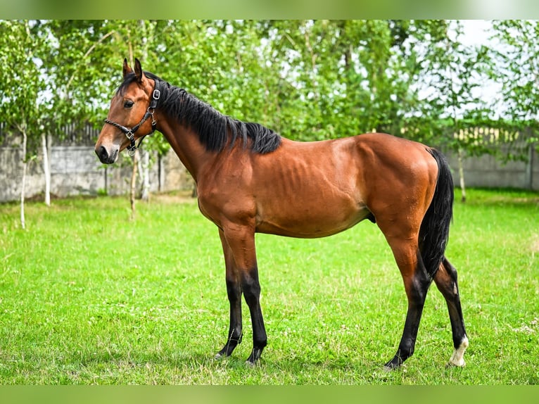 Polish sport horse Stallion 1 year Brown in OSTRÓW WIELKOPOLSKI