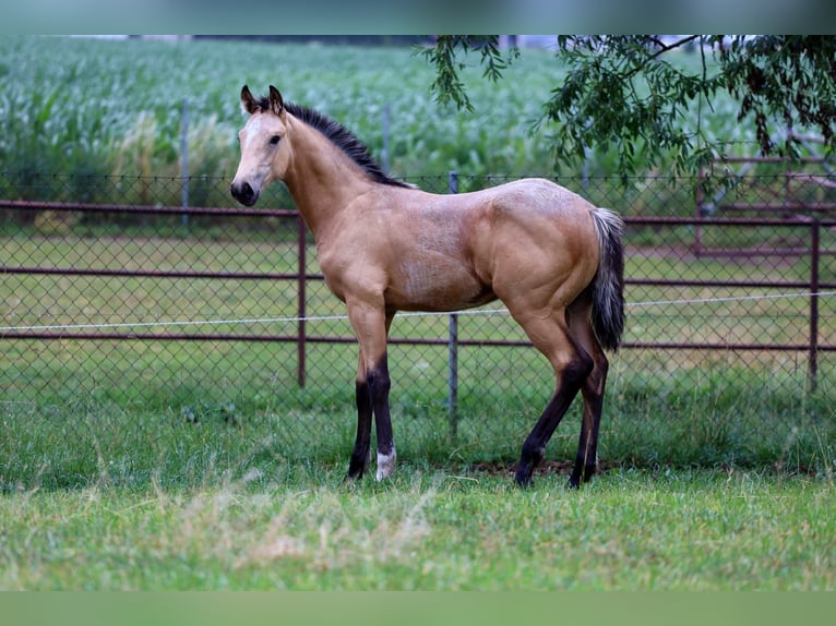 Polish sport horse Stallion 1 year Buckskin in Poznań