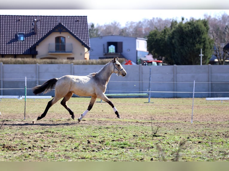Polish sport horse Stallion 1 year Buckskin in Poznań