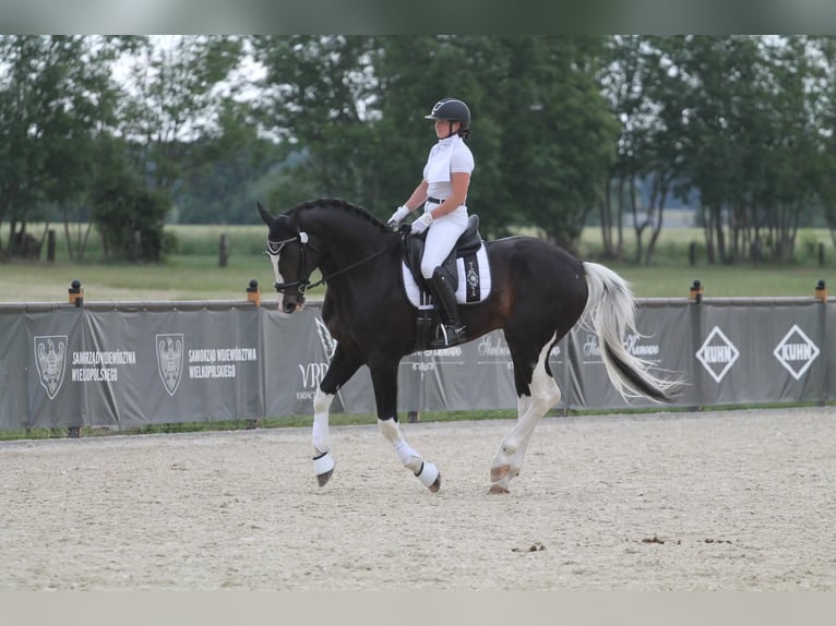 Polish sport horse Stallion 1 year Buckskin in Poznań