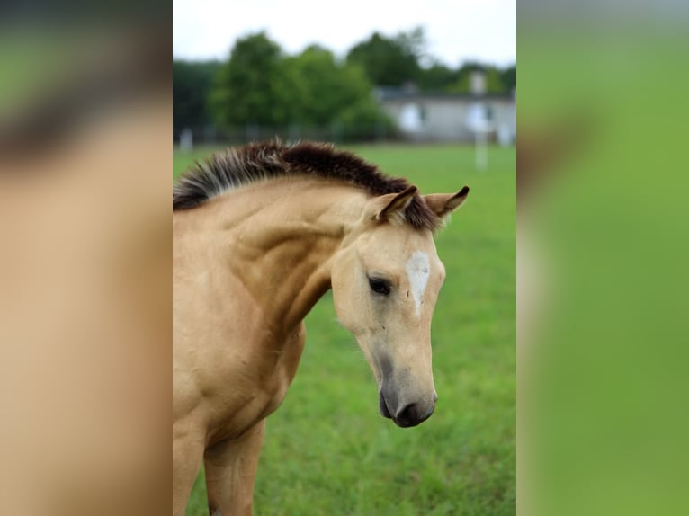 Polish sport horse Stallion 1 year Buckskin in Poznań