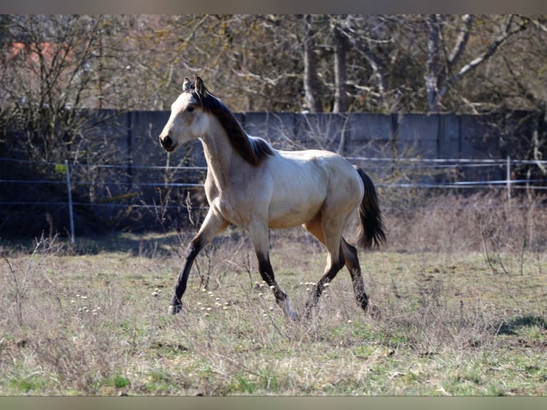 Polish sport horse Stallion 1 year Buckskin in Poznań