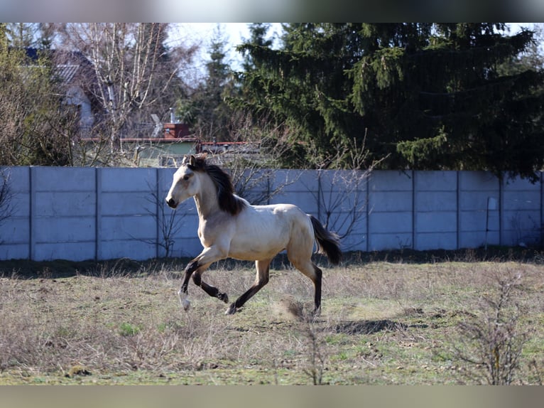 Polish sport horse Stallion 1 year Buckskin in Poznań