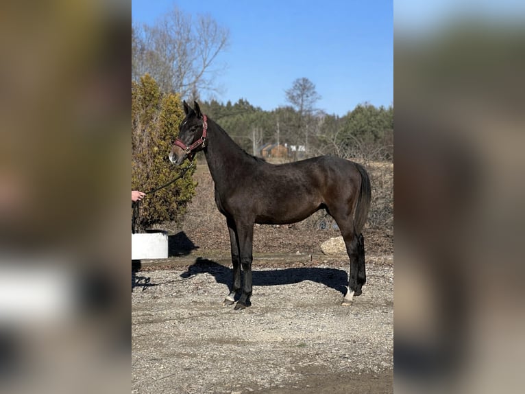 Polish sport horse Stallion 1 year Grey in Radawa