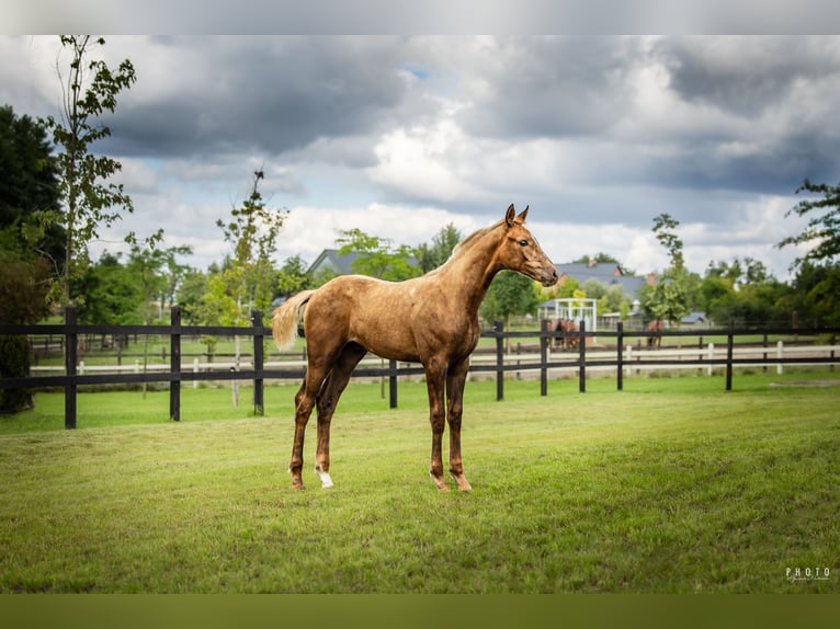 Polish sport horse Stallion 1 year Palomino in Serock