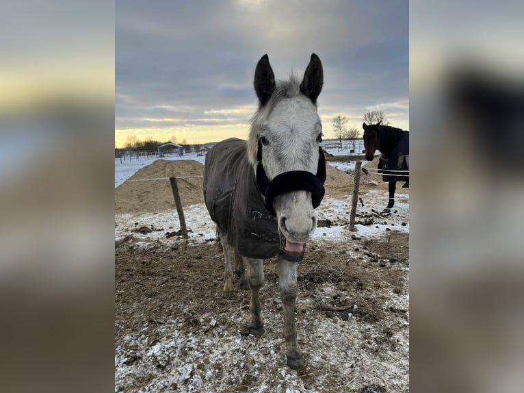 Polish sport horse Stallion 2 years 14.2 hh Leopard-Piebald in Grędziec
