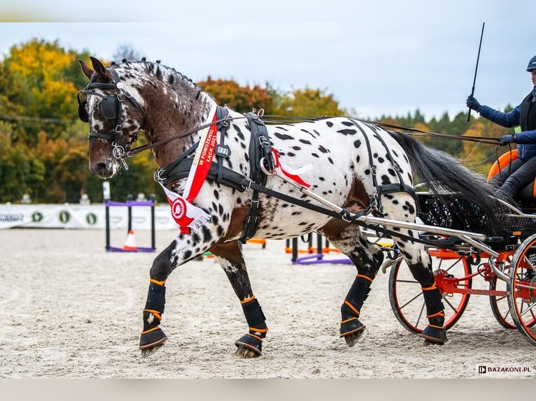 Polish sport horse Stallion 2 years 14.2 hh Leopard-Piebald in Grędziec