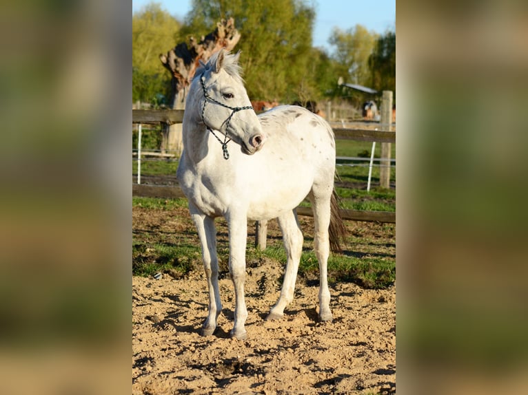 Polish sport horse Stallion 2 years 14.2 hh Leopard-Piebald in Grędziec
