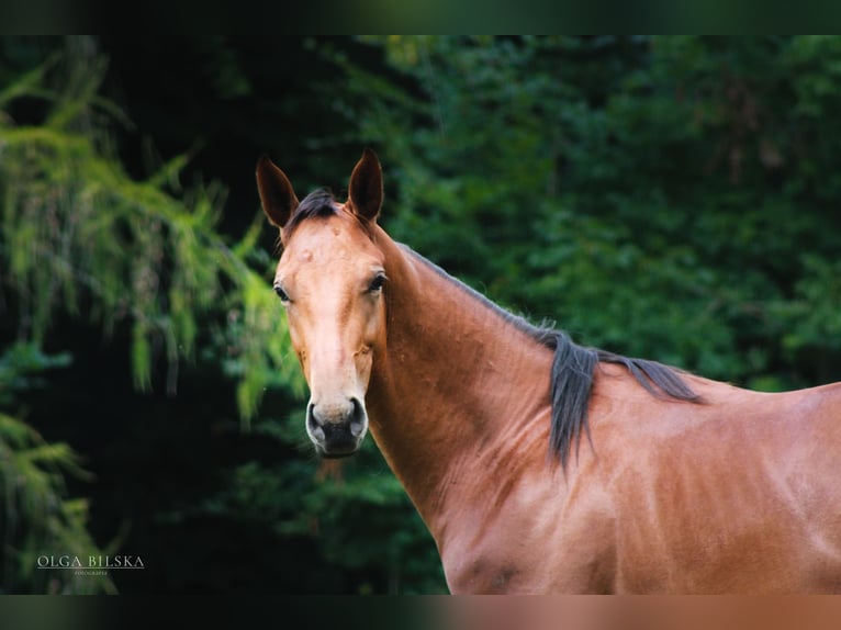 Polish sport horse Stallion 2 years 15,2 hh Bay in Witowice Dolne