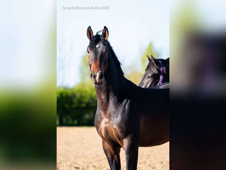 Polish sport horse Stallion 2 years 16.1 hh Brown in Świdnica
