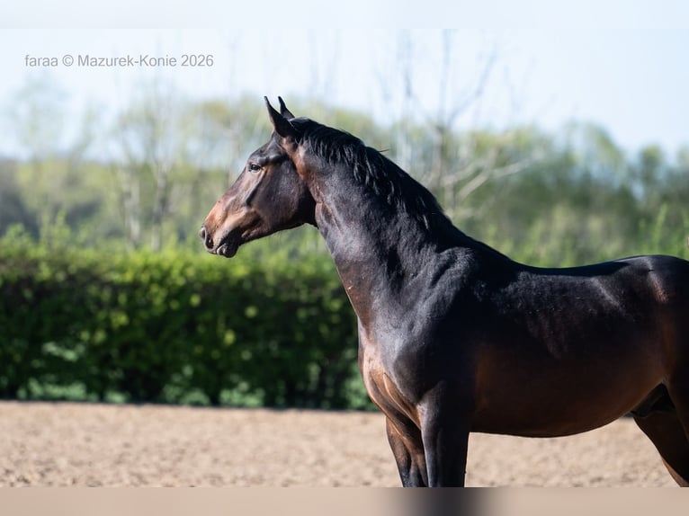 Polish sport horse Stallion 2 years 16.1 hh Brown in Świdnica