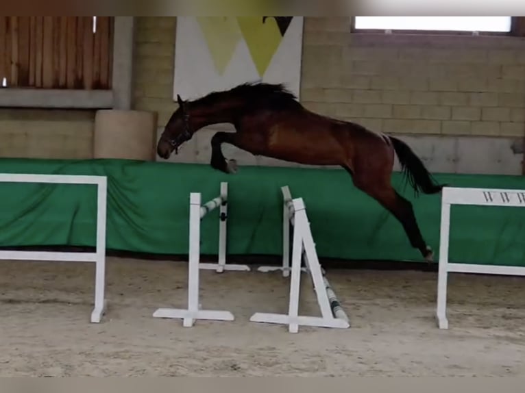 Polish sport horse Stallion 2 years 16.1 hh Grey in Mikołajewo