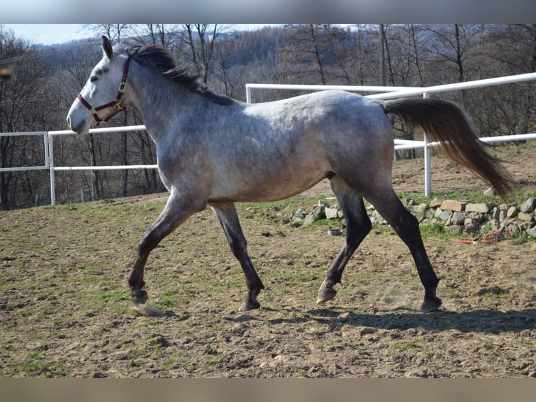 Polish sport horse Stallion 3 years 16.2 hh Grey in Dąbrowa
