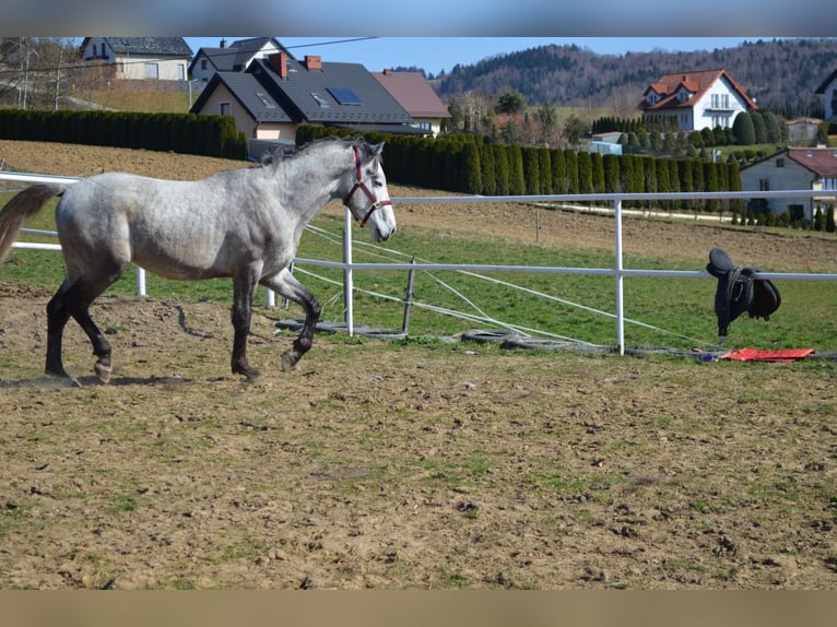 Polish sport horse Stallion 3 years 16.2 hh Grey in Dąbrowa