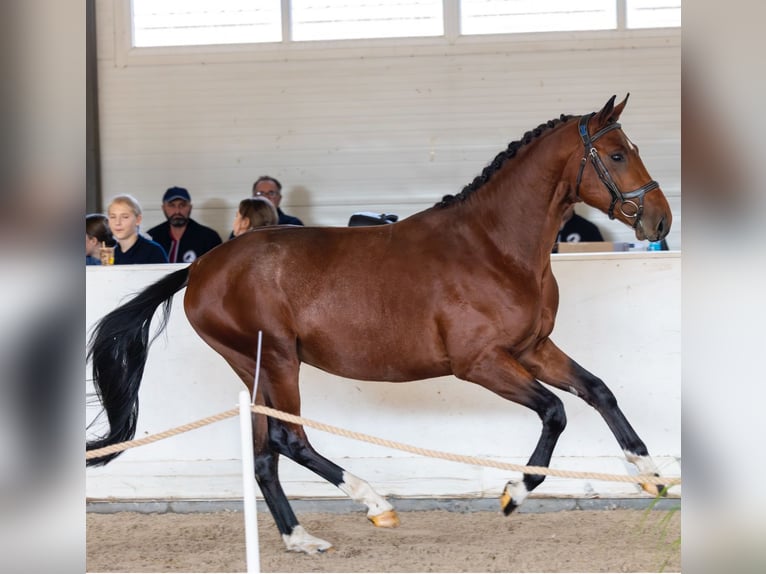 Polish sport horse Stallion 3 years 16 hh Bay in Go&#x15B;cimiec
