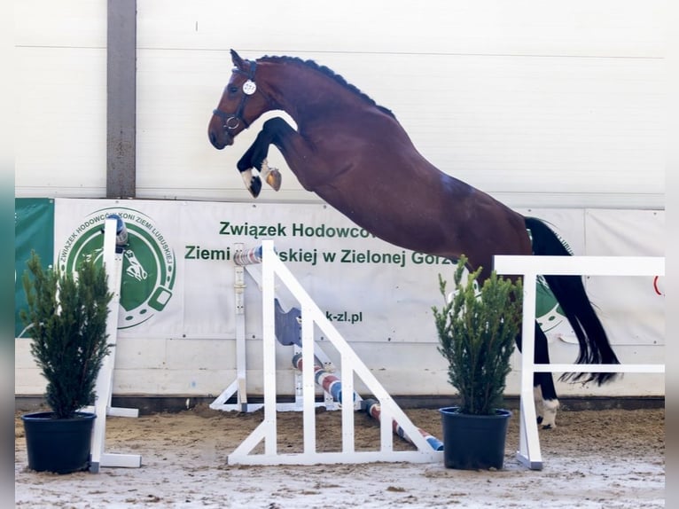 Polish sport horse Stallion 3 years 16 hh Bay in Go&#x15B;cimiec