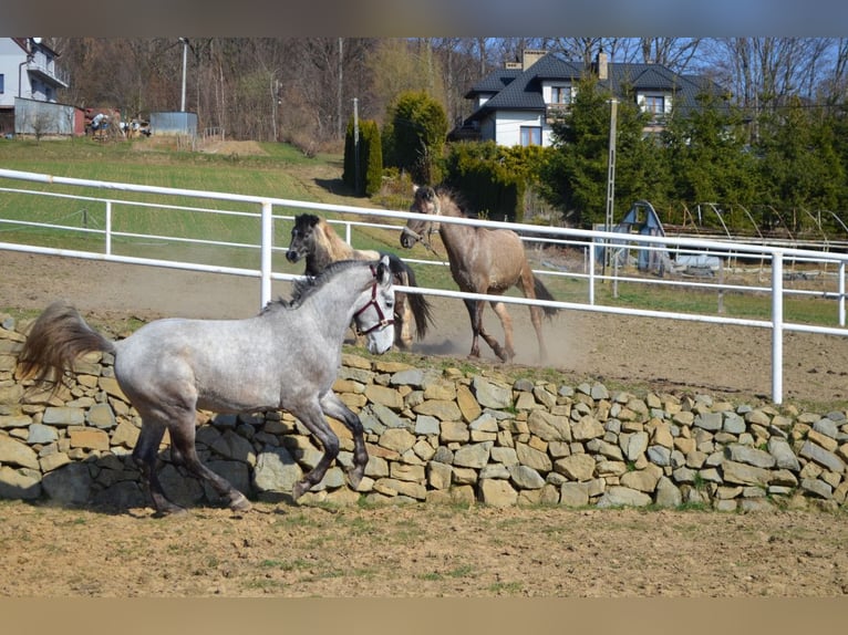 Polish sport horse Stallion 3 years 16,2 hh Grey in Dąbrowa