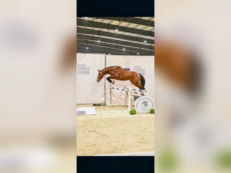 Polish sport horse Stallion 3 years 17 hh Bay in Gansingen