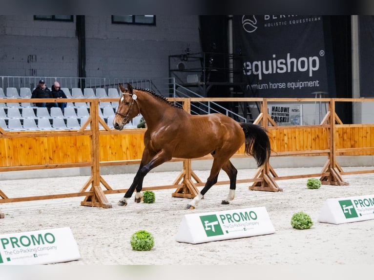 Polish sport horse Stallion 3 years 17 hh Bay in Gansingen