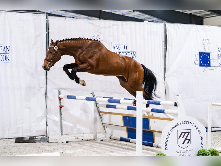 Polish sport horse Stallion 3 years 17 hh Bay in Gansingen